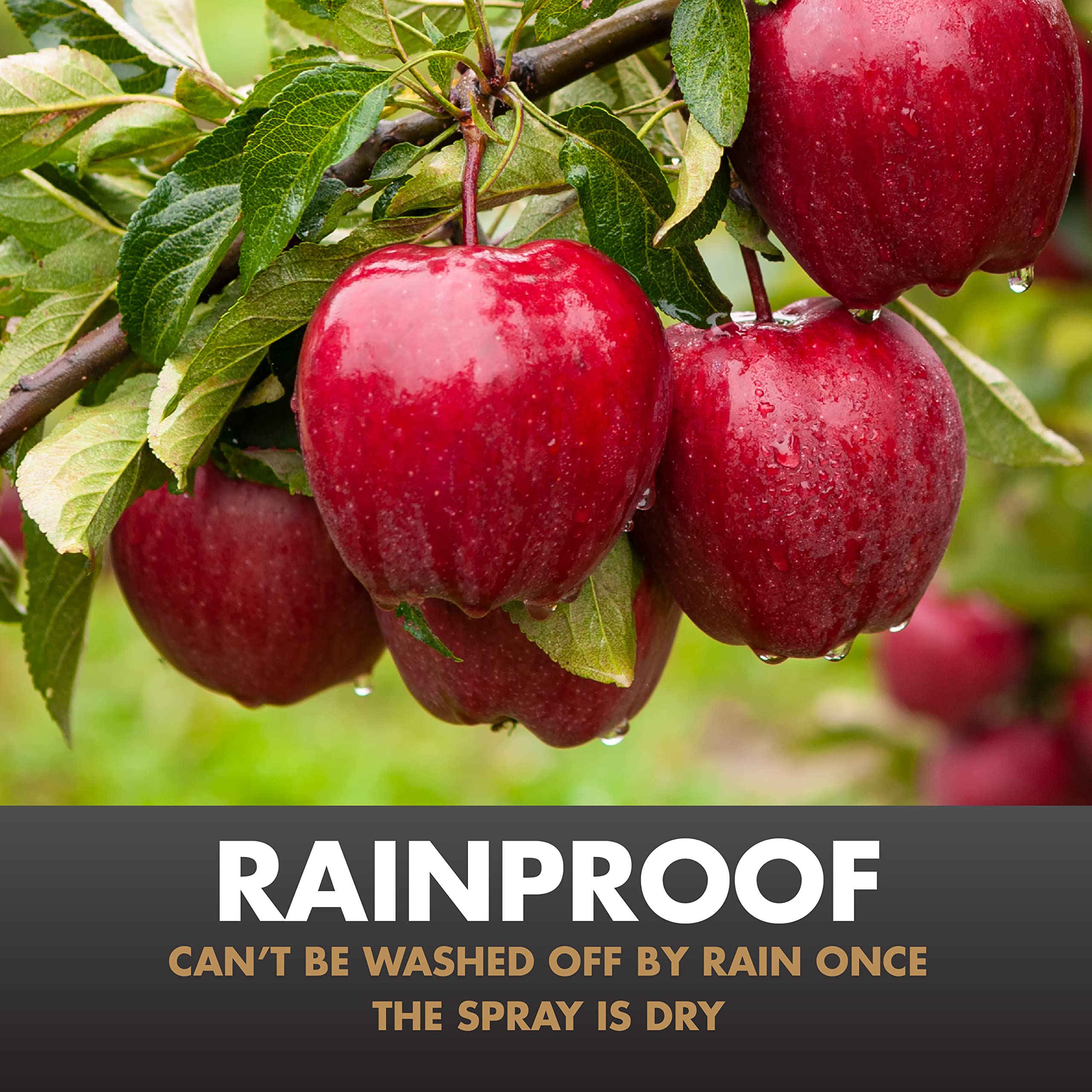 Spectracide Immunox Multi-Purpose Fungicide Spray Concentrate For Gardens 16 Ounces, Protects Up To 2 Weeks - Image 7